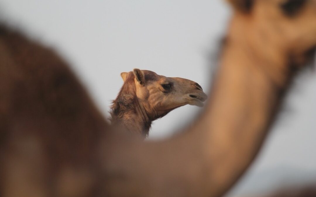 Hero of the Desert: The Arabian Camel’s Untapped Potential